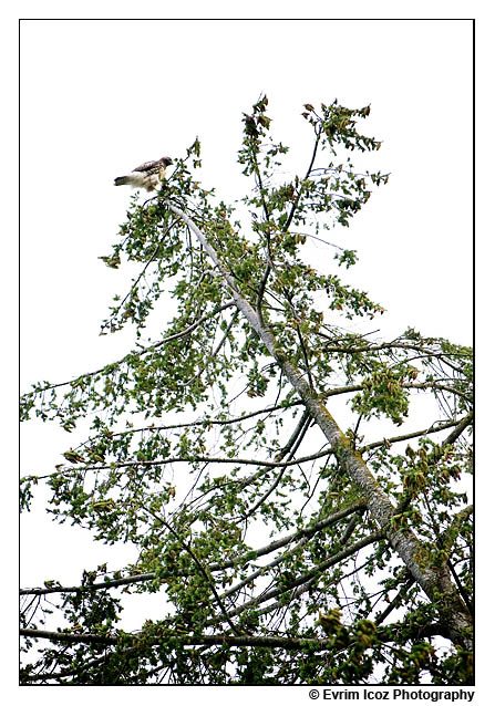 wedding wildlife hawk