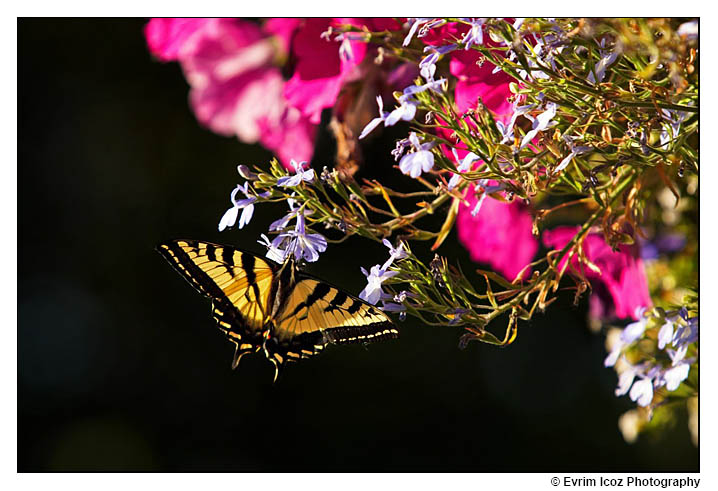 Mt. Hood Bed and Breakfast Wedding