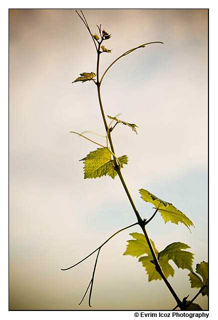 garden-vineyards-oregon-wedding